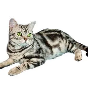 Brochurer – Happy Cat care