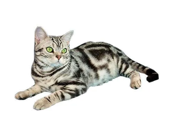 Happycatdownload